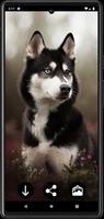 Husky Dog Wallpapers Ekran Görüntüsü 2