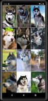 Husky Dog Wallpapers Ekran Görüntüsü 3