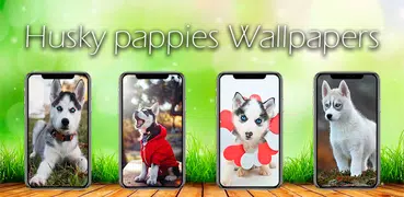 Husky Puppy Wallpapers