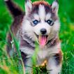 Husky Puppy Wallpapers