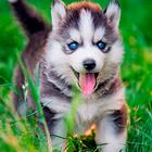 Husky Puppy Wallpapers icon