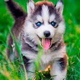 ikon Wallpaper Anak Anjing Husky