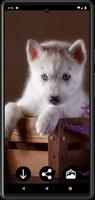 Husky Puppy Wallpapers screenshot 3