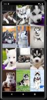 Husky Puppy Wallpapers poster