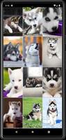 Husky Puppies Wallpapers plakat