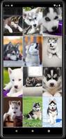 Fonds d'écran chiot Husky Affiche