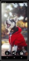 Husky Puppy Wallpapers screenshot 1