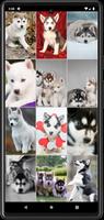 Husky Puppy Wallpapers screenshot 2
