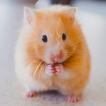 Hamster Wallpapers