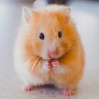 Hamster Wallpapers-icoon