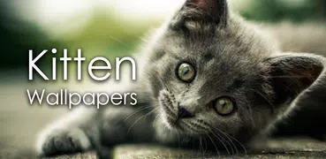 Kitten Wallpapers