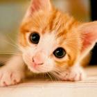 Fondos de pantalla de gatitos icono