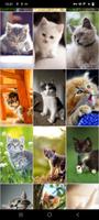Yavru Kedi Duvar Kağıtları Ekran Görüntüsü 3