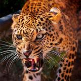 Leoparden-Hintergründe
