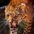 Leopard Wallpapers APK