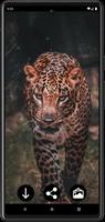 Poster Sfondi di leopardo HD