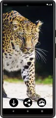 Leopard Wallpapers XAPK 下載