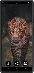 Leopard Wallpapers XAPK 下載