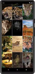 Leopard Wallpapers XAPK 下載
