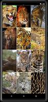 1 Schermata Sfondi di leopardo HD