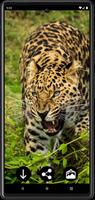 2 Schermata Sfondi di leopardo HD