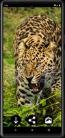 Leopard Wallpapers স্ক্রিনশট 2