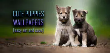 Puppy Wallpapers