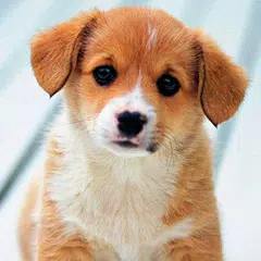 Cute Puppies Wallpaper XAPK download