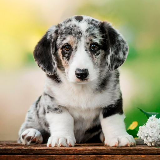 Papel de parede de cachorros