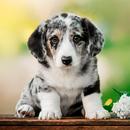 Puppy Wallpapers APK