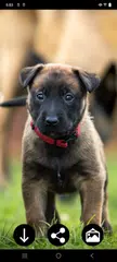Puppy Wallpapers XAPK 下載
