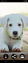 Puppy Wallpapers XAPK 下載