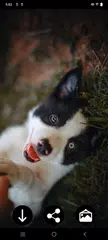 Puppy Wallpapers XAPK 下載
