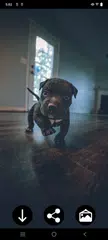 Puppy Wallpapers XAPK 下載