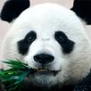 Panda Wallpapers APK