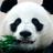 Panda Wallpapers APK