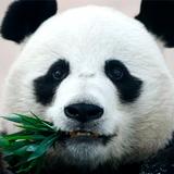 Fonds d'écran Pandas icône
