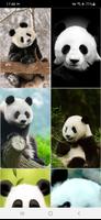 1 Schermata Sfondi di panda