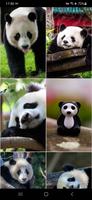 Wallpaper Panda screenshot 3