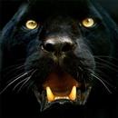 Black Panther Wallpaper APK