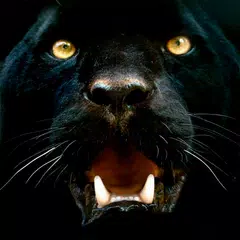 Panther Wallpapers XAPK download