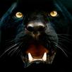 Panther Wallpapers APK