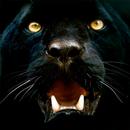 Black Panther Wallpaper APK