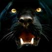 آیکون‌ Panther Wallpapers