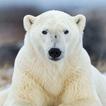 Polar Bear Wallpapers