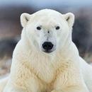 Polar Bear Wallpapers APK