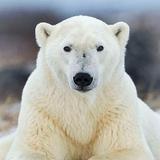 Papéis de Parede de Urso Polar APK