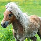 Fonds d'écran Poney icône