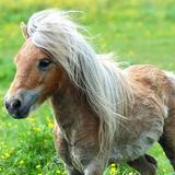 APK Pony Wallpapers