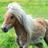 Pony Hintergrundbilder APK